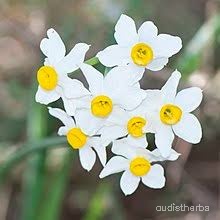 Narcissus tazetta flower4.jpg